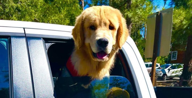 Σκύλος σε πόλη της Καλιφόρνια ακολουθεί καριέρα πολιτικού