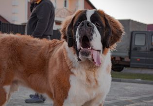Οι σκύλοι Αγίου Βερνάρδου αναλαμβάνουν νέο κοινωνικό ρόλο – Συμμετέχουν σε 600 αποστολές τον χρόνο