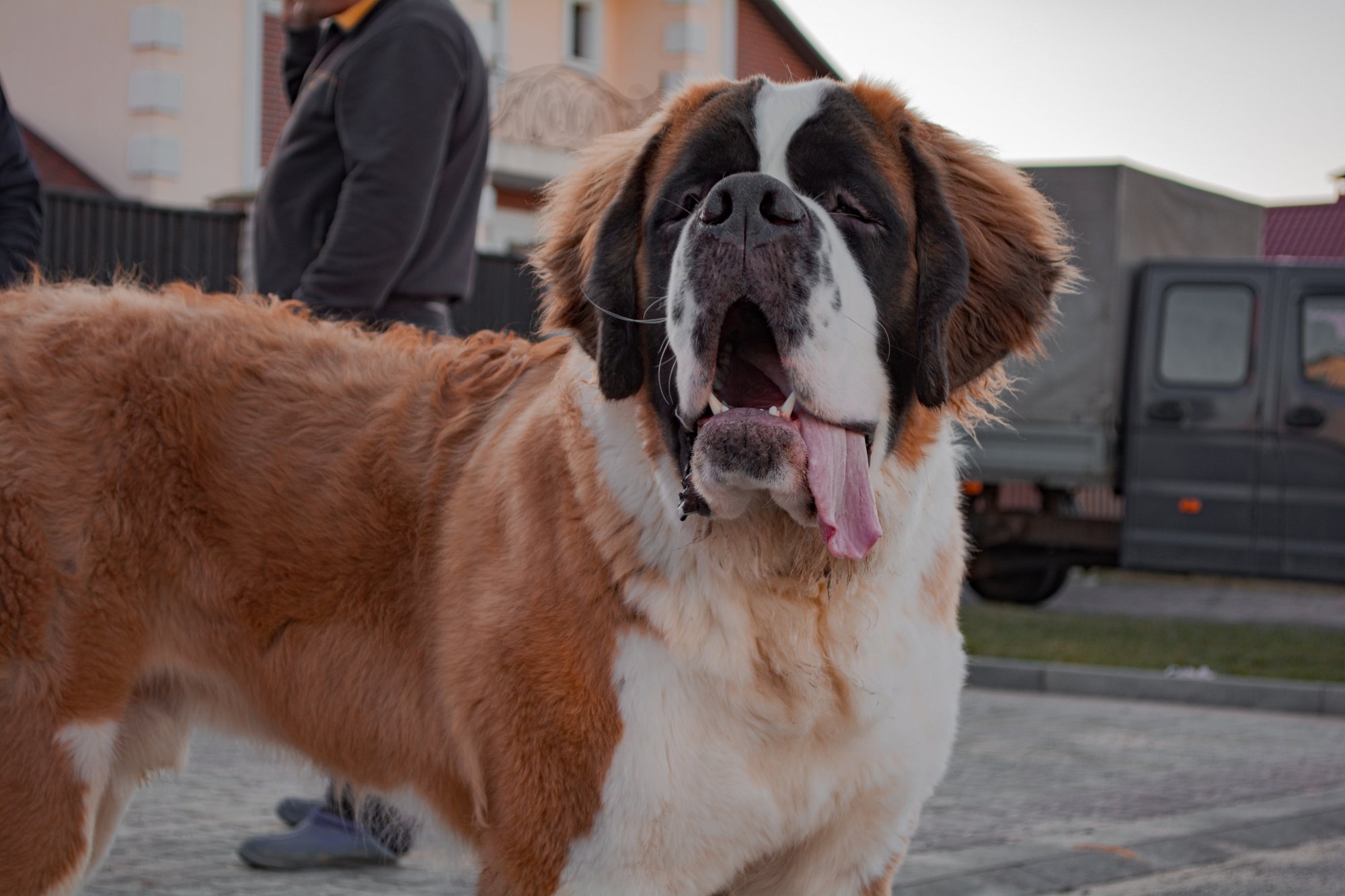 Οι σκύλοι Αγίου Βερνάρδου αναλαμβάνουν νέο κοινωνικό ρόλο – Συμμετέχουν σε 600 αποστολές τον χρόνο