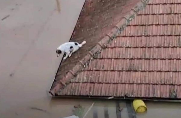 Κακοκαιρία Daniel: Σώθηκε η σκυλίτσα που είχε σκαρφαλώσει στα κεραμίδια