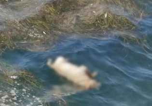 Σκυλάκι βρέθηκε να επιπλέει νεκρό στον Θερμαϊκό