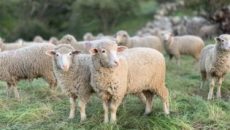 Βόλος: 300 κιλά η κάνναβη που έφαγαν τα πρόβατα