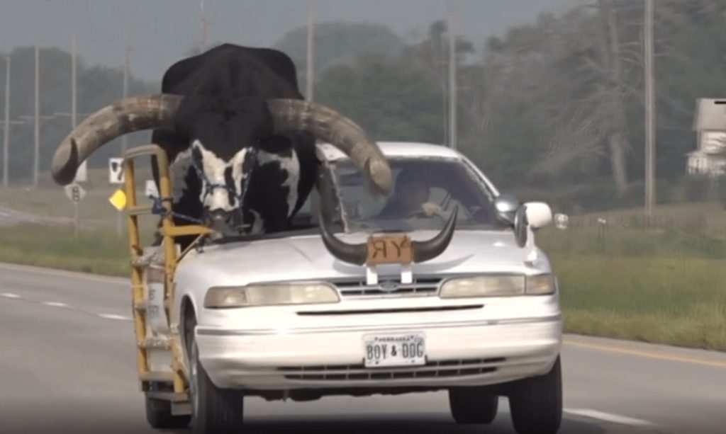 ΗΠΑ: Άνδρας οδηγούσε έχοντας για συνοδηγό έναν ταύρο