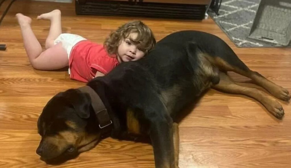 Κοριτσάκι 2 χρονών βρέθηκε να κοιμάται στο δάσος με το σκυλάκι της για μαξιλάρι