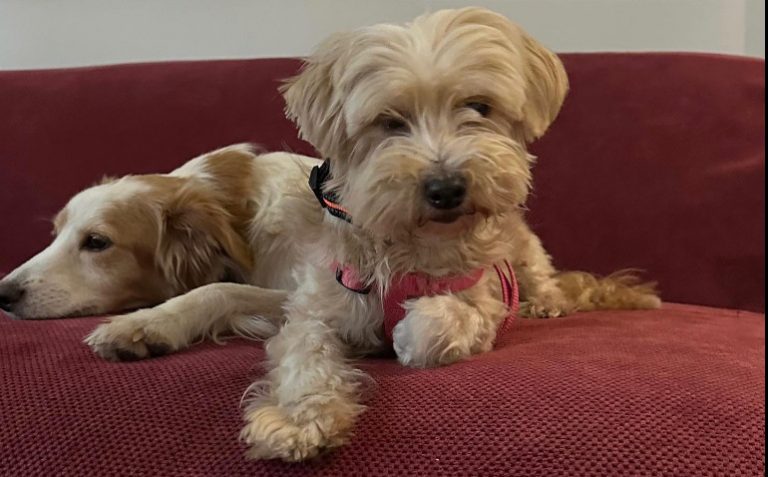 Κακοκαιρία Daniel: Συνεχίζονται οι διασώσεις ζώων στη Θεσσαλία – Πώς μπορείτε να υιοθετήσετε