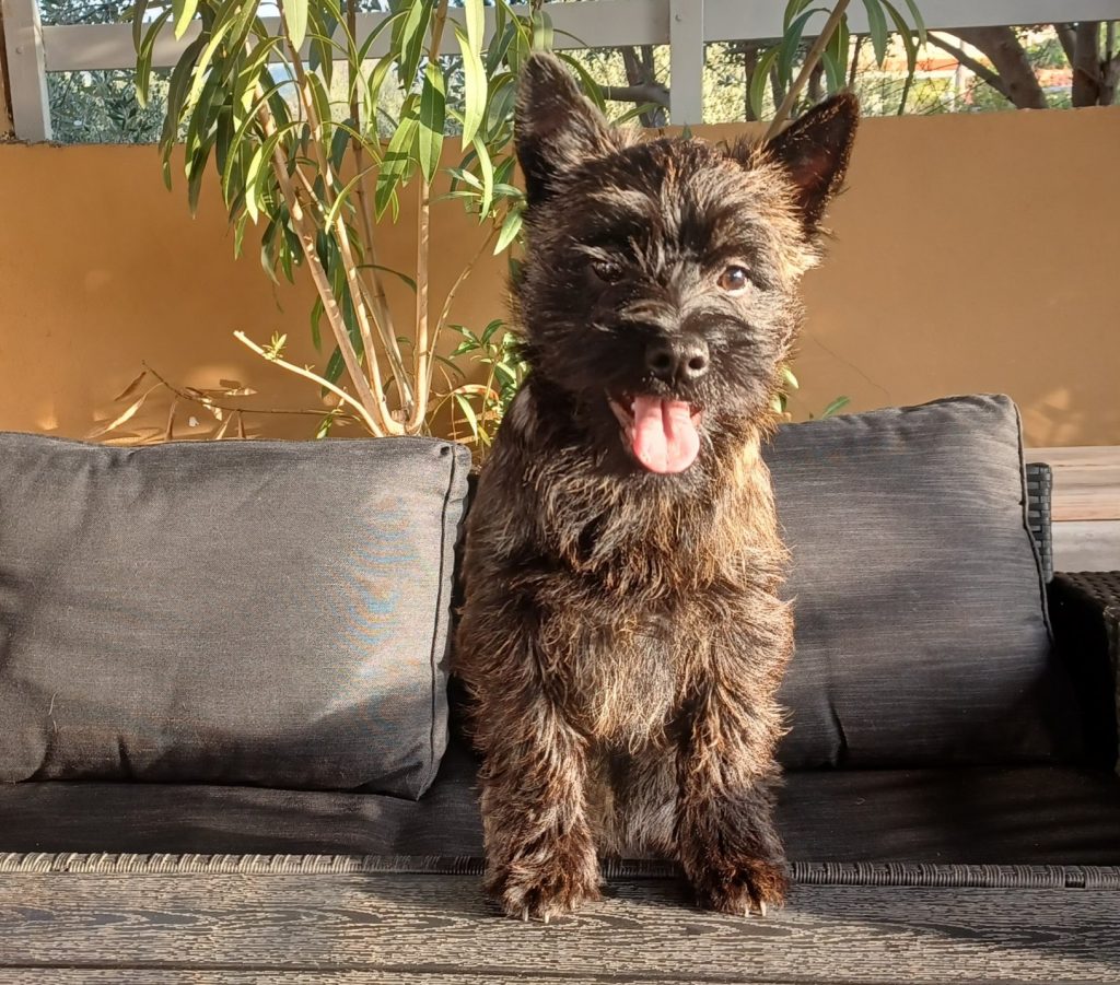 Ο σκύλος Cairn Terrier: Τετραπέρατος, παιχνιδιάρης και αγύριστο κεφάλι