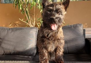 Ο σκύλος Cairn Terrier: Τετραπέρατος, παιχνιδιάρης και αγύριστο κεφάλι