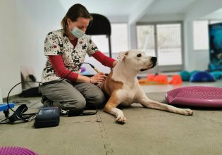 Φυσικοθεραπεία για κατοικίδια