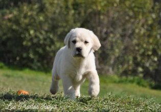 Ριτρίβερ: Ο σκύλος με τα πολλά χαρίσματα