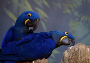 Υάκινθος, ο μεγαλύτερος παπαγάλος Μακάο