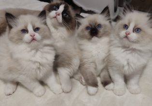 Γάτα Ράγκντολ: Παιχνιδιάρα, χαδιάρα και πανέξυπνη