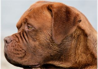 Σκύλος: Όταν παρουσιάζει κτητική συμπεριφορά