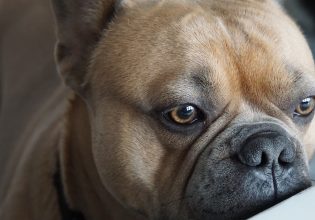 Το «στρες αποχωρισμού» του κηδεμόνα ενισχύει εκείνο του σκύλου του