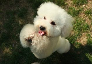 Ο σκύλος καταλαβαίνει τη «γλώσσα του σώματος» και τον τόνο της φωνής μας