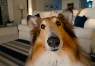 Ο σκύλος χάνει πολλή τρίχα. Πώς θα την περιορίσετε