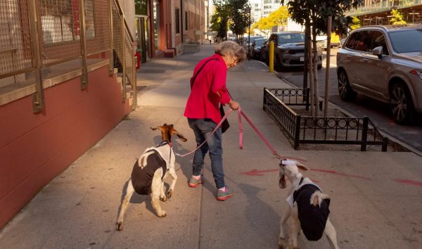 Δύο κατσίκες και μια ιστορία αγάπης ανάμεσα στους ουρανοξύστες της Νέας Υόρκης