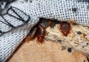 Κοριοί: Το προφίλ και οι τρόποι αντιμετώπισης μιας πιθανής παγκόσμιας εξάπλωσής τους