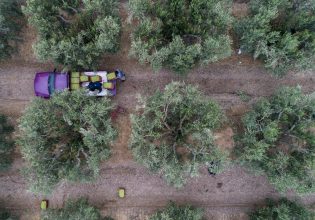 Ελαιόλαδο: Κάμερες και σεκιούριτι επιστρατεύουν οι παραγωγοί