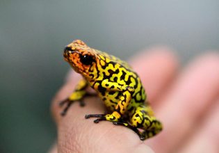 Αμφίβια: Σε κίνδυνο εξαφάνισης 2 στα 5 είδη σε όλο τον κόσμο