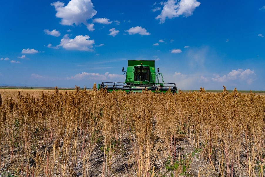 Quinoa: an innovative crop with a bright future in Greece