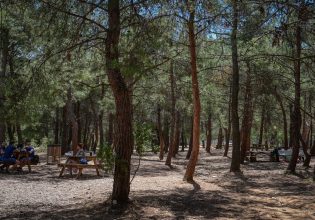 10+4 ερωτήσεις – απαντήσεις για τους δασικούς χάρτες