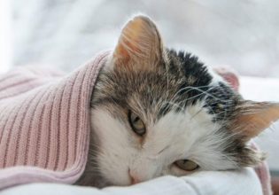 Εμετός στον σκύλο και τη γάτα: Τι τον προκαλεί; – Πότε πρέπει να μας ανησυχήσει