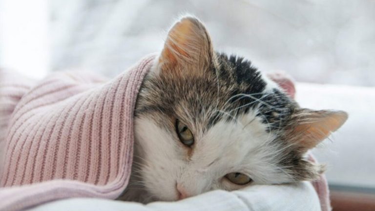 Εμετός στον σκύλο και τη γάτα: Τι τον προκαλεί; – Πότε πρέπει να μας ανησυχήσει