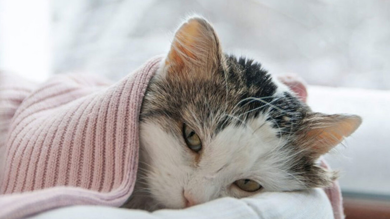 Εμετός στον σκύλο και τη γάτα: Τι τον προκαλεί; – Πότε πρέπει να μας ανησυχήσει