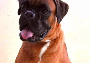 Boxer: Ο σκύλος που αγαπά τα παιδιά