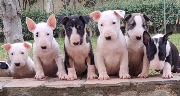 Σκύλος Βull Τerrier: Αφοσιώνεται στην οικογένεια του και τη διασκεδάζει με τα σκέρτσα του