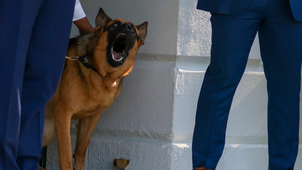 Λευκός Οίκος: Απομακρύνθηκε ο δεύτερος σκύλος του Μπάιντεν
