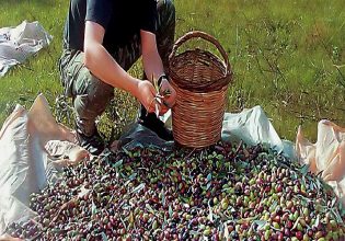 Ελιά: Ποιες παγίδες κρύβονται κατά τη συγκομιδή – Οι λάθος τεχνικές