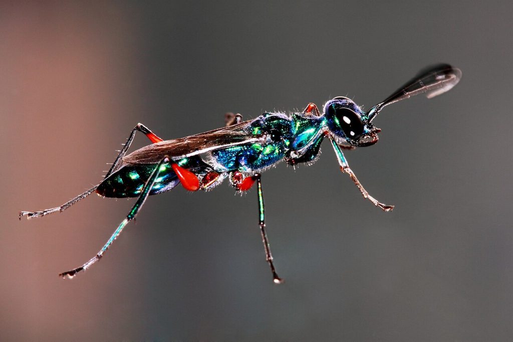Βίντεο: Παρασιτική σφήκα τρώει ζωντανές κατσαρίδες από μέσα