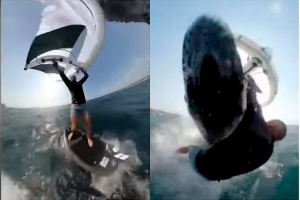 Αυστραλία: Όταν σέρφερ δέχθηκε επίθεση από φάλαινα