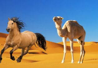 Και το όνομα αυτού ΠΑΡΙΖΑ! (ΠΑ)ΣΟΚ – ΣΥ(ΡΙΖΑ)