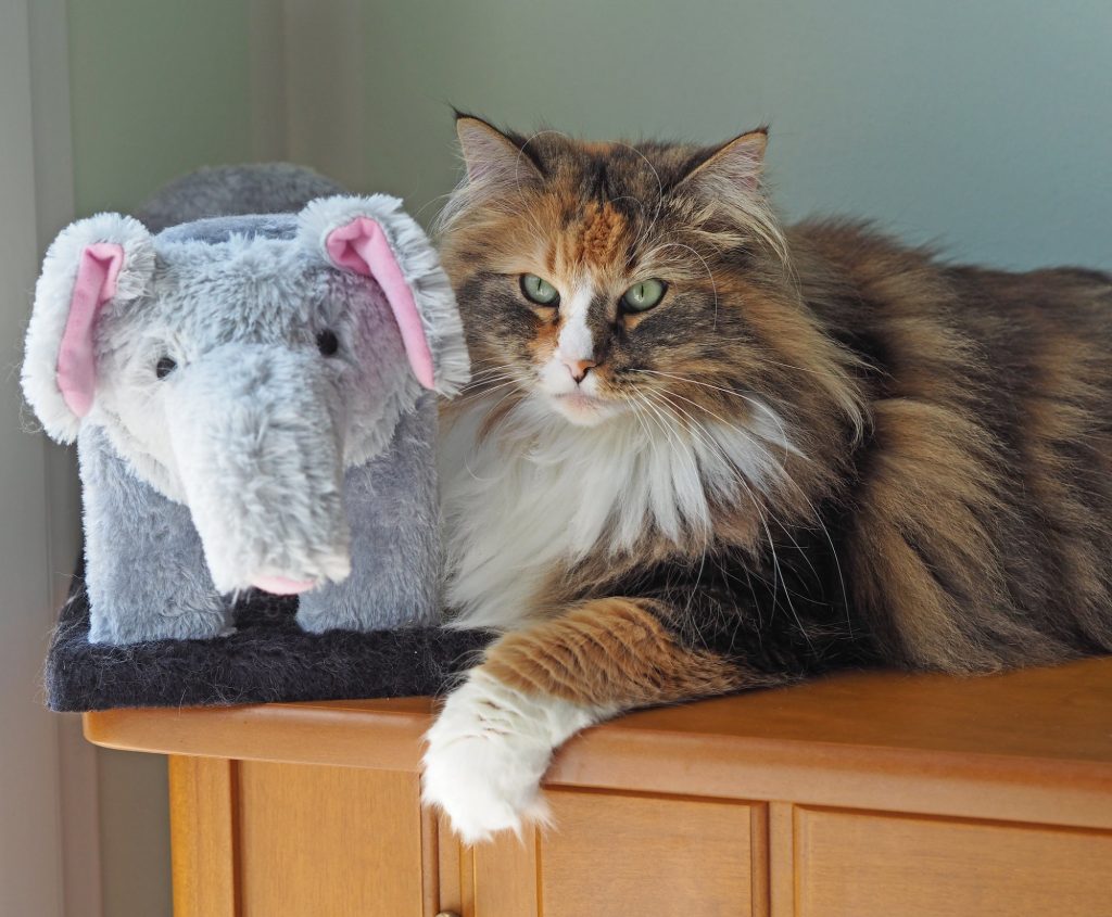 Οι γάτες του Νορβηγικού Δάσους: Κοινωνικές, ιδανική συντροφιά για παιδιά