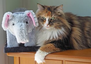 Οι γάτες του Νορβηγικού Δάσους: Κοινωνικές, ιδανική συντροφιά για παιδιά