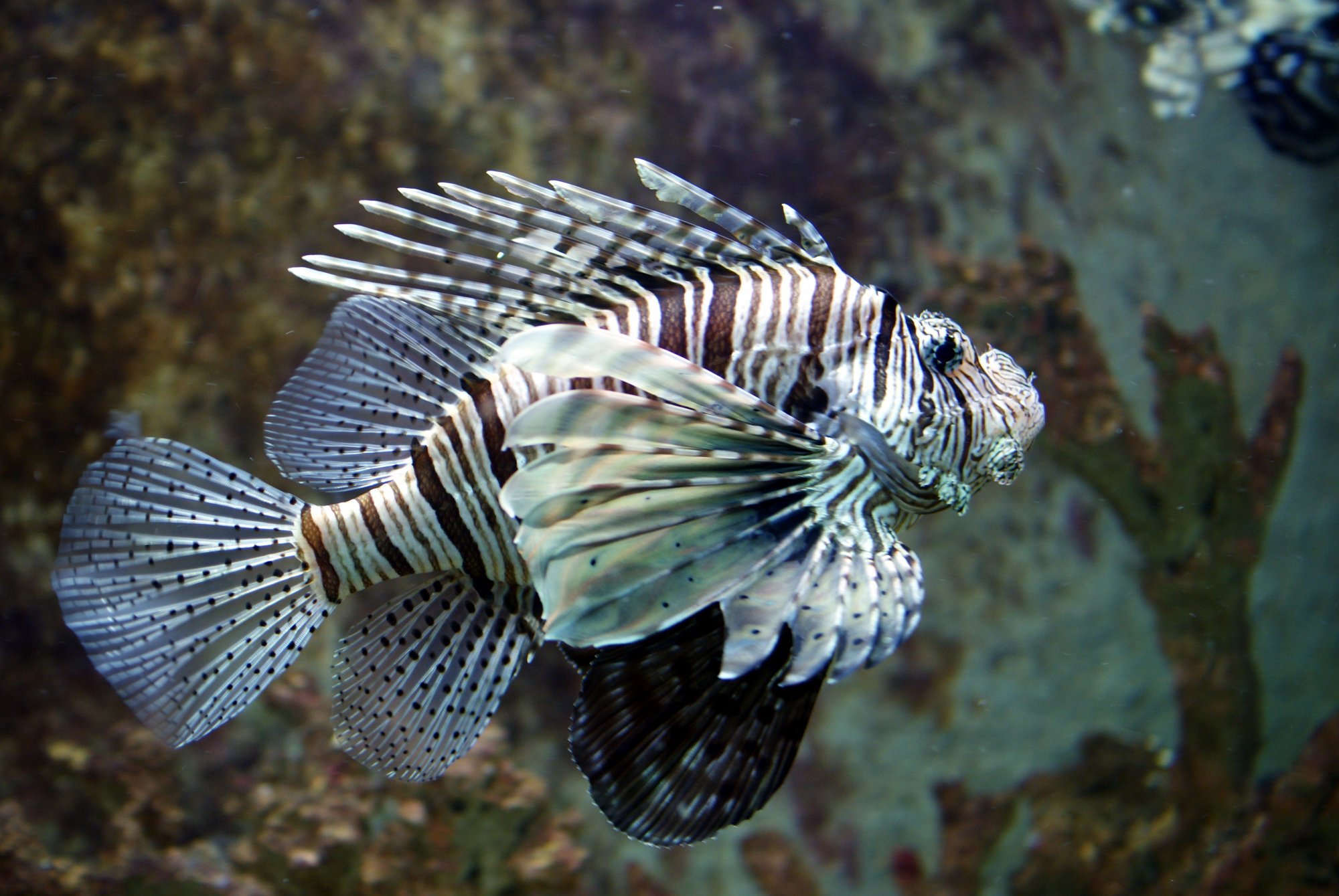 WWF: Προστατεύστε το Αιγαίο τρώγοντας ξενόφερτα είδη ψαριών