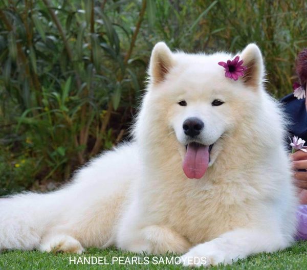 Σκύλος Samοyed: Πανέξυπνος, παιχνιδιάρης, ισχυρογνώμων με μαλαματένια καρδιά