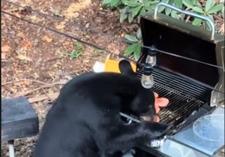 TikTok: Αρκούδα έγινε viral όταν όρμηξε στο μπάρμπεκιου και το απόλαυσε