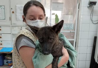 Μυστηριώδες ζώο ήταν το πρώτο γνωστό υβρίδιο σκύλου-αλεπούς