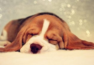 Μην χάνεις το χρόνο σου, για να ξυπνήσει ο σκυλάκος θέλει τρόπο όχι κόπο