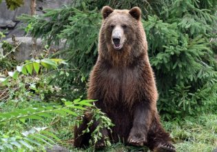 Αρκούδα χορεύει… σάλσα ανυποψίαστη για την κάμερα που την καταγράφει