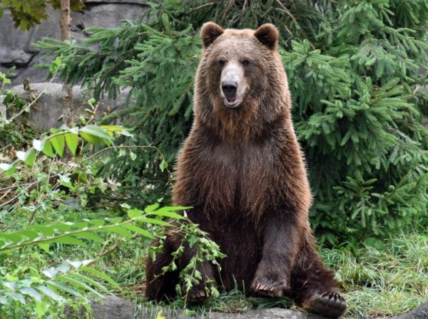 Αρκούδα χορεύει… σάλσα ανυποψίαστη για την κάμερα που την καταγράφει