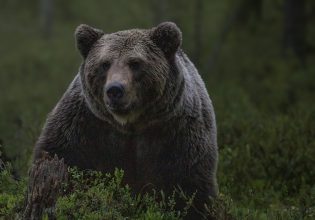 Καναδάς: Αρκούδα επιτέθηκε και σκότωσε ζευγάρι μαζί με τον σκύλο τους σε εθνικό πάρκο