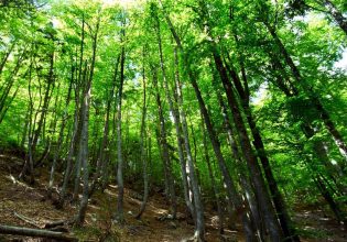 Δάση: Επιδοτήσεις 150 εκατ. τον χρόνο για την απομάκρυνση βιομάζας