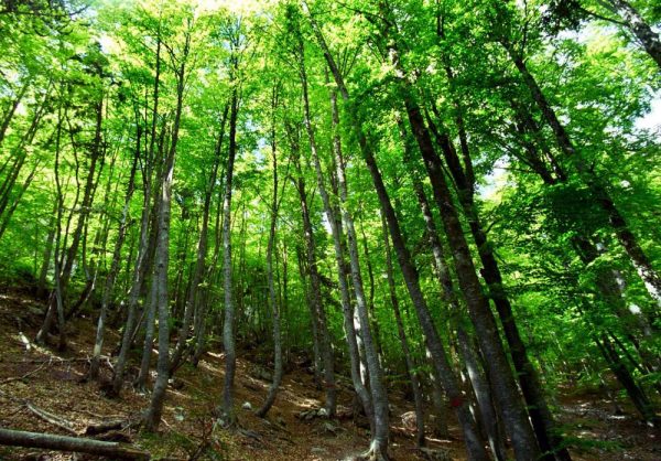 Δάση: Επιδοτήσεις 150 εκατ. τον χρόνο για την απομάκρυνση βιομάζας