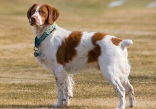 Θέλετε να απαλλαγείτε από τους ενοχλητικούς κοριούς; Η λύση είναι Σπάνιελ