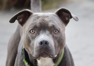 Αρτέμιδα: Άγρια επίθεση πίτμπουλ σε 11χρονο – Τον δάγκωσε στο κεφάλι και τον έσερνε από τα πόδια