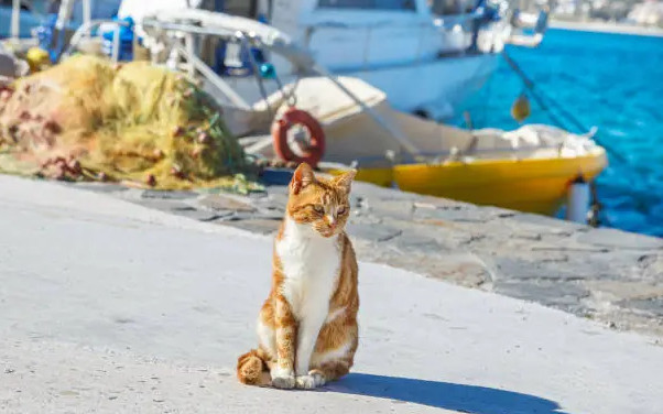 Ύδρα: Συνελήφθη 25χρονος για κακοποίηση γάτας στο λιμάνι